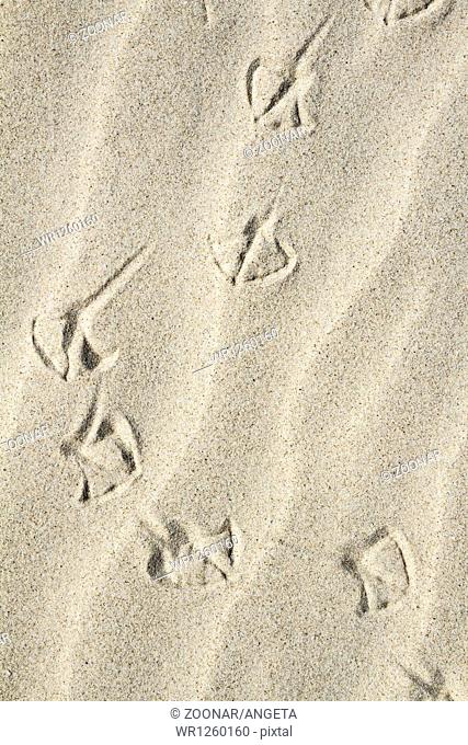 sand with footprint of a seagull