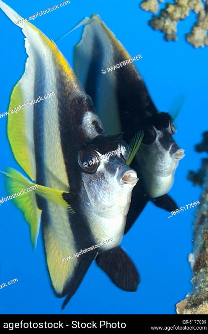 Red sea bannerfish (Heniochus intermedius), butterflyfish, Sharm el Sheik, Egypt, Africa