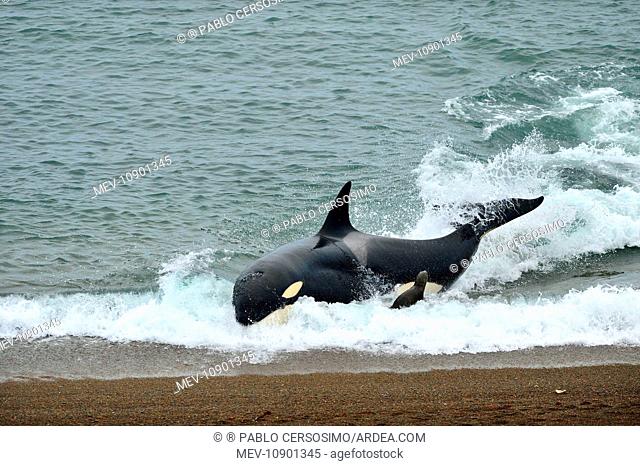 Orca / Killer Whale (Orcinus orca). hunting South American Sea Lion (Otaria flavescens) series 5 of 10 - Peninsula Valdes, Patagonia, Argentina, South Atlantic