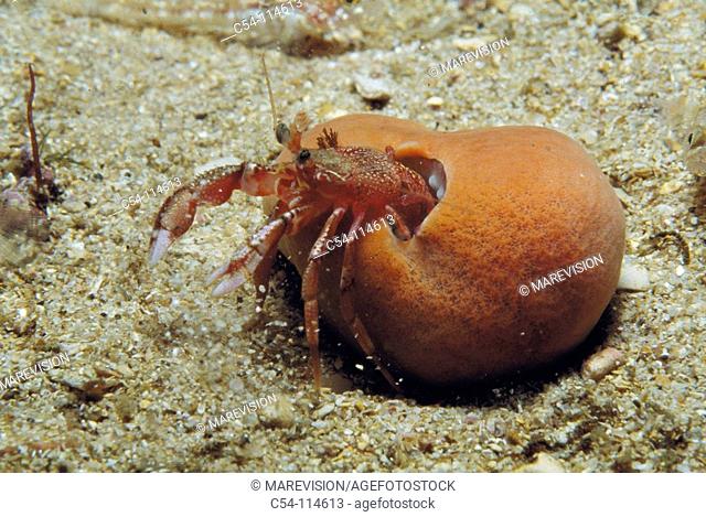 Hermit crab (Pagurus sp.) with Sea Orange (Suberites domuncula). Galicia, Spain