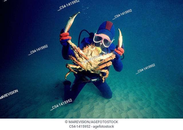 Diver with Great Spider Crab (Maja squinado), Eastern Atlantic, Galicia, Spain