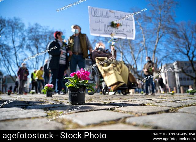 01 March 2021, Saarland, Saarbrücken: A pot of primroses stands on Ludwigsplatz. Florists and gardeners have gathered there for a rally to protest for the...