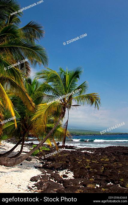 Palmen am Strand beim Puuhonua O Honaunau Park auf Big Island, Hawaii, USA. Palm trees at the beach at the Puuhonua O Honaunau Park on Big Island, Hawaii, USA