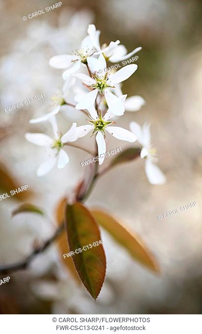 Snowy mespilus, Amelanchier lamarckii. A single flower cluster close up with soft focus behind