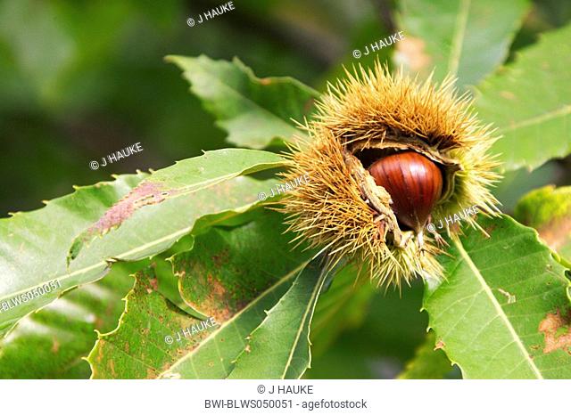 Spanish chestnut, sweet chestnut Castanea sativa, fruit, Italy