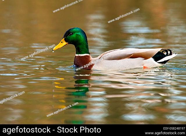 Mallard, anas platyrhynchos, floating on river in springtime nature. Bird with brown body and green head bathing in river