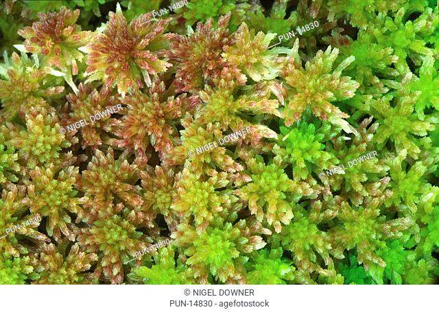 Close-up abstract of a patch of sphagnum moss Sphagnum papillosum growing in a heathland boggy habitat in Norfolk