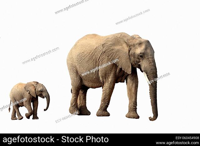 African Elephant female with baby isolated on white background, graphic object