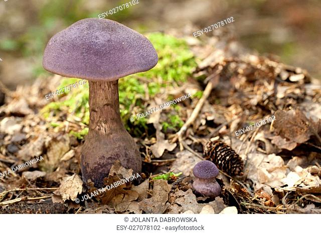 purple mushroom (Cortinarius violaceus) in dry leaf