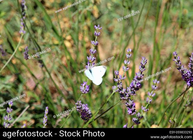 beautiful lavender field photographing smell butterfly flowers color