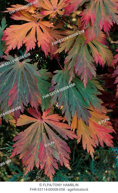 Paperbark Maple Acer griseum Leaves - Autumn colour