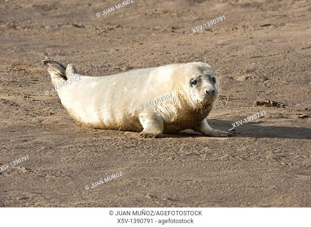 Donna Nook. Grey Seal. Halichoerus grypus. Lincolnshire. UK. Europe