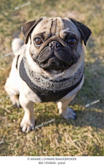 Portrait of a pug dog with scarf and harness in a meadow