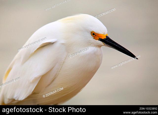 Portrait of Snowy egret (Egretta thula)