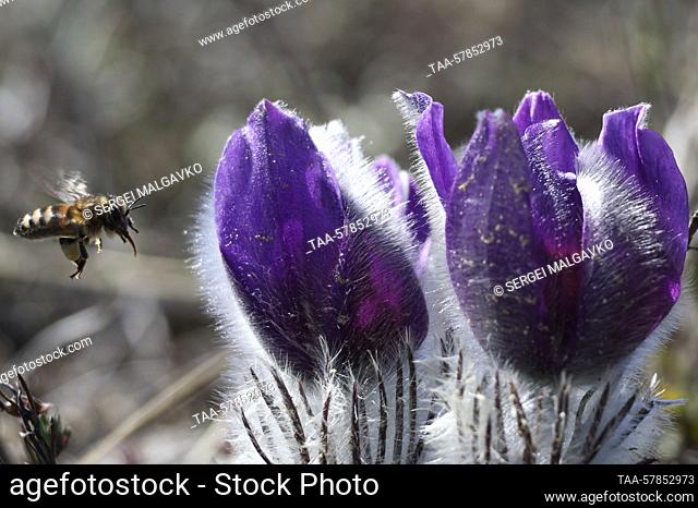 RUSSIA, SEVASTOPOL - MARCH 13, 2023: Eastern pasque flowers are pictured on Kara-Koba Plateau near the village of Ternovka. Sergei Malgavko/TASS