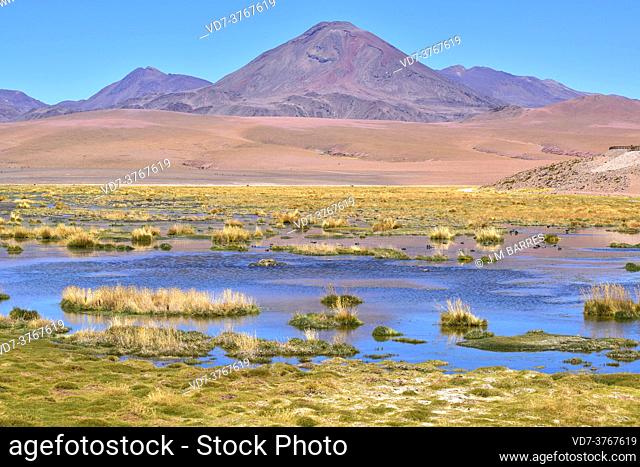 Laguna Putana. Tatio way, San Pedro de Atacama, Antofagasta, Chile