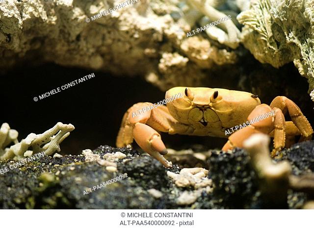 Clipperton Crab