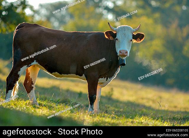 Cow in a pasture in France., Jura, Doubs