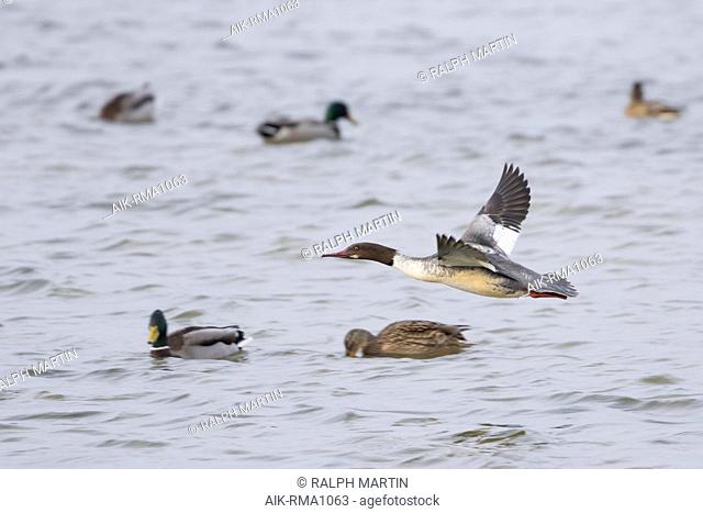 First-winter male Goosander (Mergus merganser merganser) flying fast low over the water in Germany. Side view of bird flying towards the left with Mallards in...