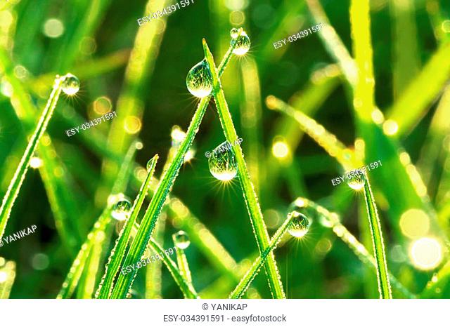 the green background from a grass on a lawn close up