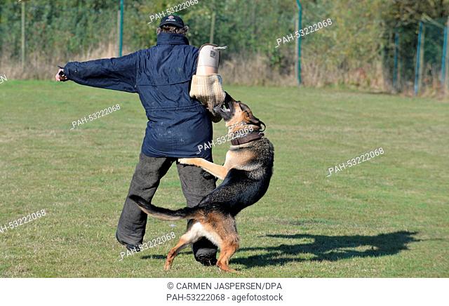 Police dog Dino takes part in an exercise with a man with a protective arm covering in Bremen, Germany, 14 October 2014. Dino is the oldest super sniffer in...