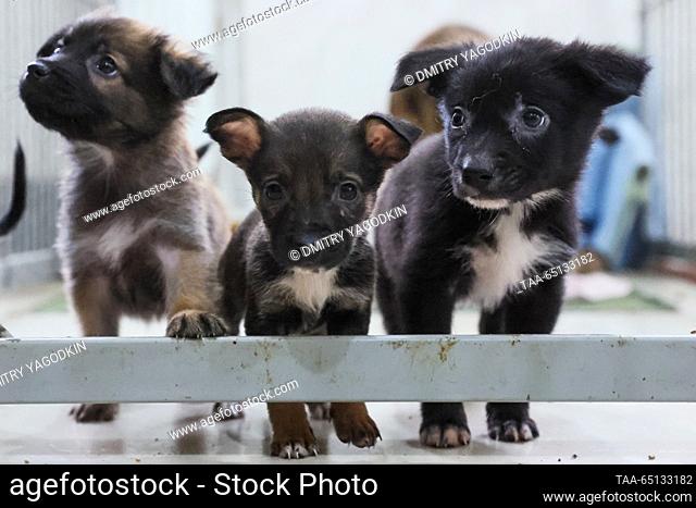 RUSSIA, DONETSK - NOVEMBER 24, 2023: Puppies are seen at an animal shelter. Dmitry Yagodkin/TASS