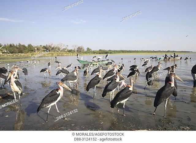 Africa, Ethiopia, Rift Valley, Ziway lake, Marabou stork (Leptoptilos crumenifer) on the ground around fishermen boats, they are waiting for the remains of fish...