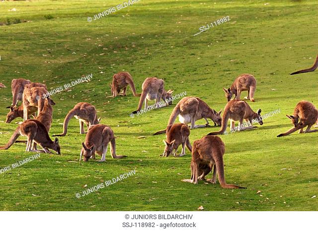 Eastern Grey Kangaroo - herd / Macropus giganteus