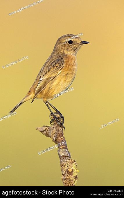 European Stonechat (Saxicola rubicola), side view of an individual perched on a branch, Campania, Italy