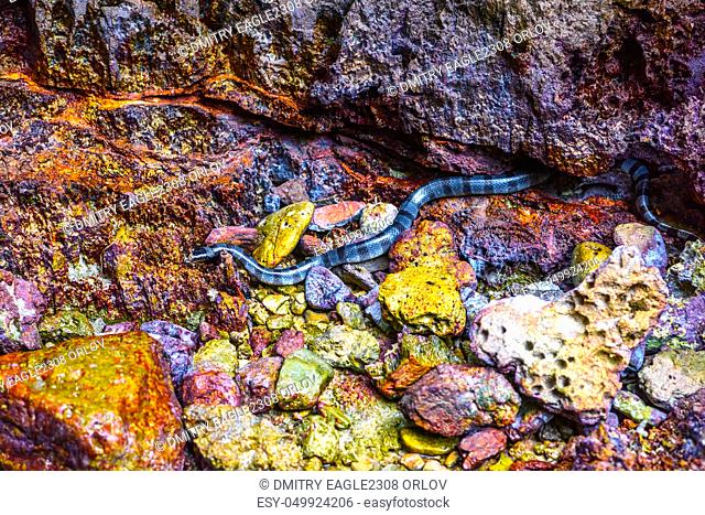 Beaked Banded Sea Snake Enhydrina schistosa, Phi Phi Leh islands, Andaman sea, Krabi, Thailand