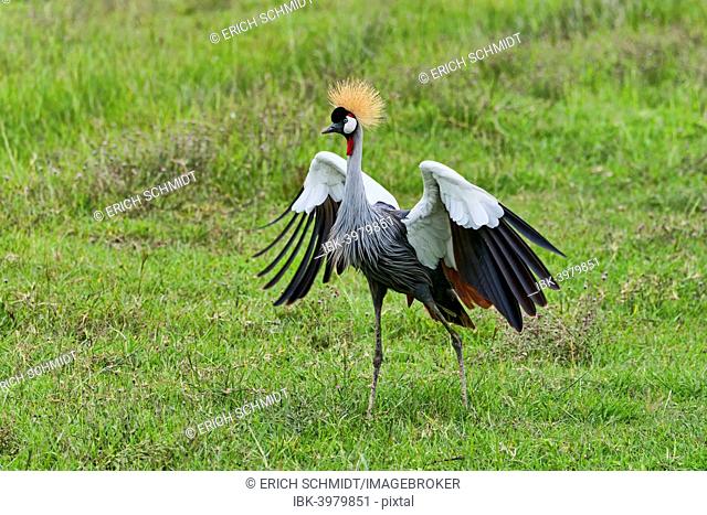 Grey Crowned Crane (Balearica regulorum), Ngorongoro, Tanzania