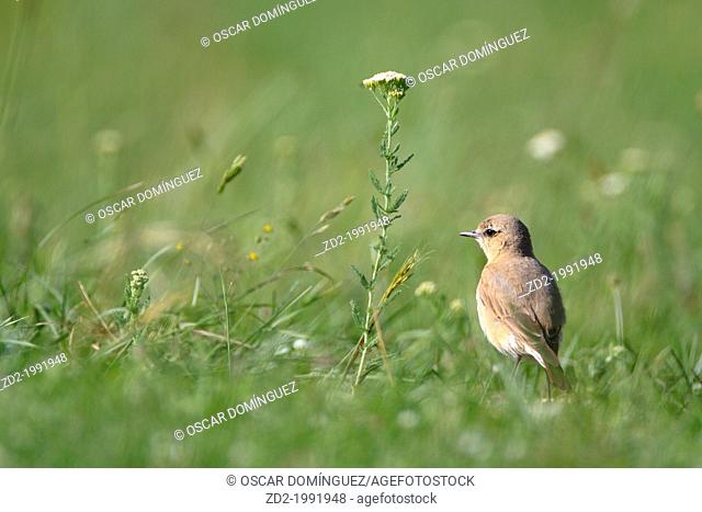 Isabelline Wheatear (Oenanthe isabellina) standing on grassy ground. Central Balkan National Park. Bulgaria