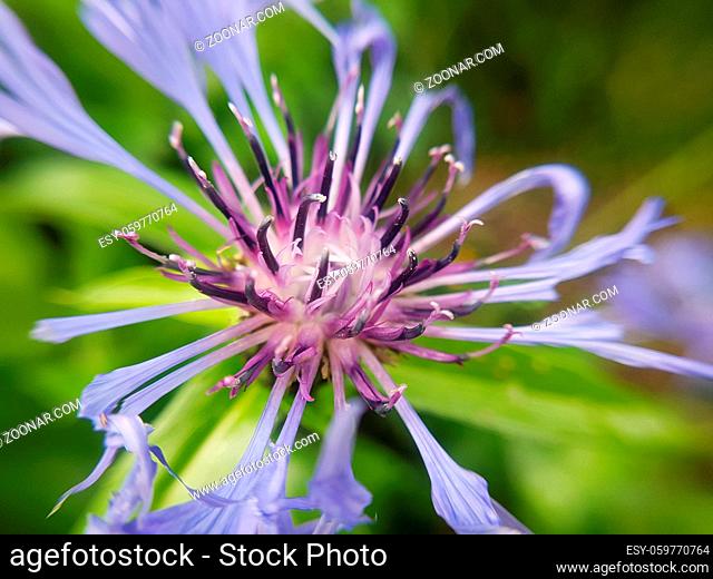 Berg-Flockenblume, Centaurea, montana