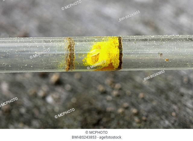 Chelostoma florisomne Chelostoma florisomne, nest in a presentation glass, Germany, Baden-Wuerttemberg