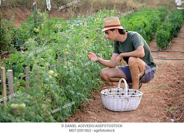 Mediterranean organic tomatoes farming, vegetable garden, La Rioja, Rioja wine región, Spain. Europe
