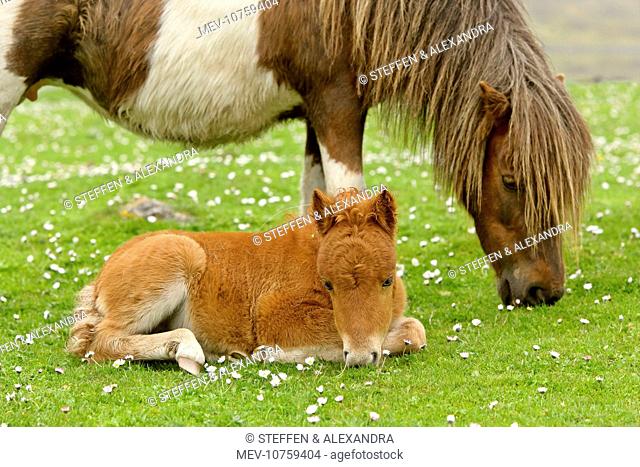 Skewbald Shetland Pony - grazing mare with resting foal on pasture
