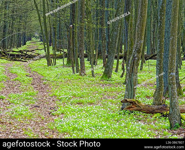Poland. Spring in the wood. Carpet of anemones