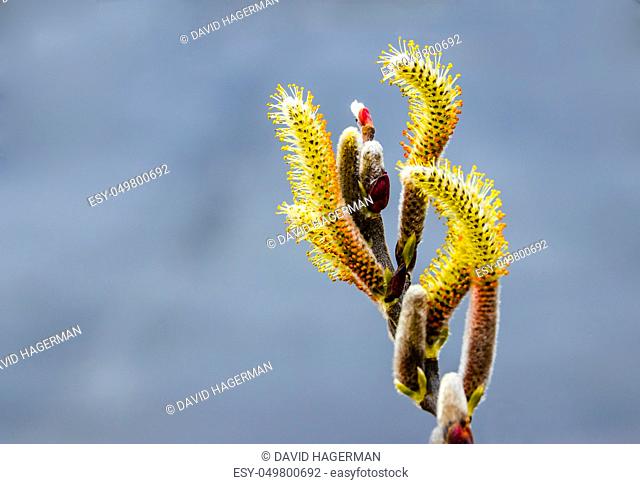 Salix caprea Pendula yellow and red Pussy Willow in bloom covered in pollen with fresh new growth