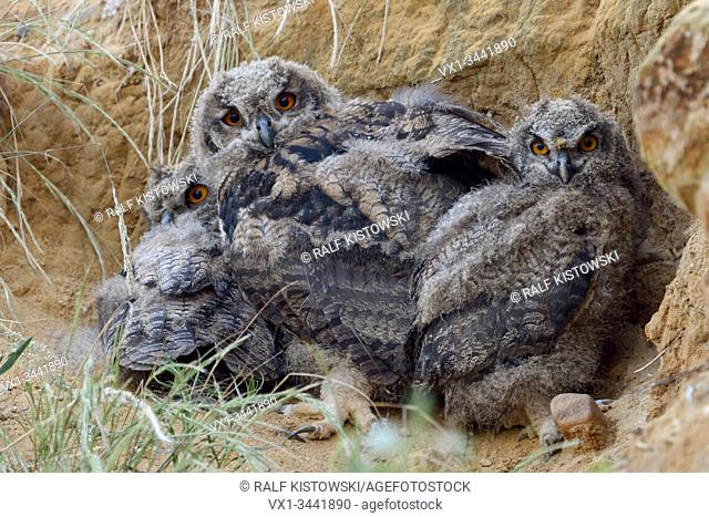 Eurasian Eagle Owls / Europaeische Uhus ( Bubo bubo ), offspring, young chicks, three siblings, in a sand pit, wildlife, Europe