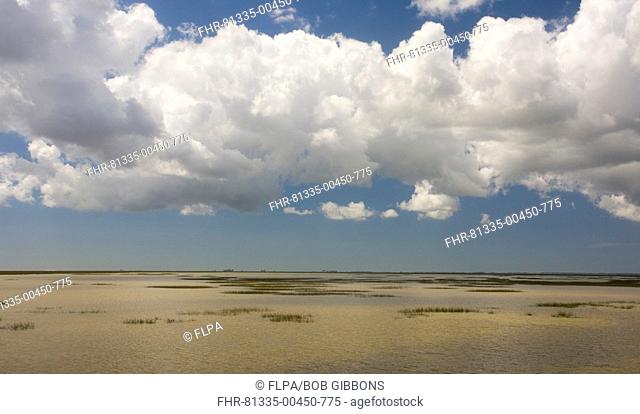 View over saline marshland, The Marismas, Coto Donana N P , Andalucia, Spain
