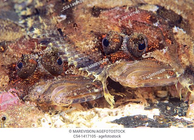 Eckstrom's  Bloch's Topknot (Phrynorhombus regius) courtship, Eastern Atlantic, Galicia, Spain