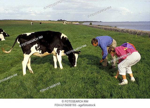cow, Netherlands, Friesland, Europe, Couple playing in a grassy field with a Holstein Cow in Polder