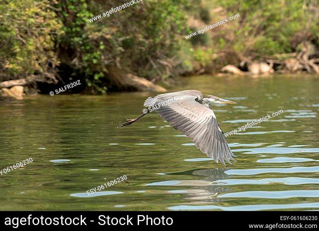 Gray Heron, Ardea cinerea, flying over Ribarroja reservoir, Aragon, Spain
