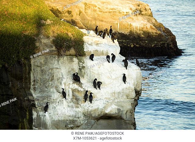 Brandt's Cormorants roosting and nesting on a rocky sea cliff near a kelp forest adjacent to Natural Bridges State Beach, in Santa Cruz, California