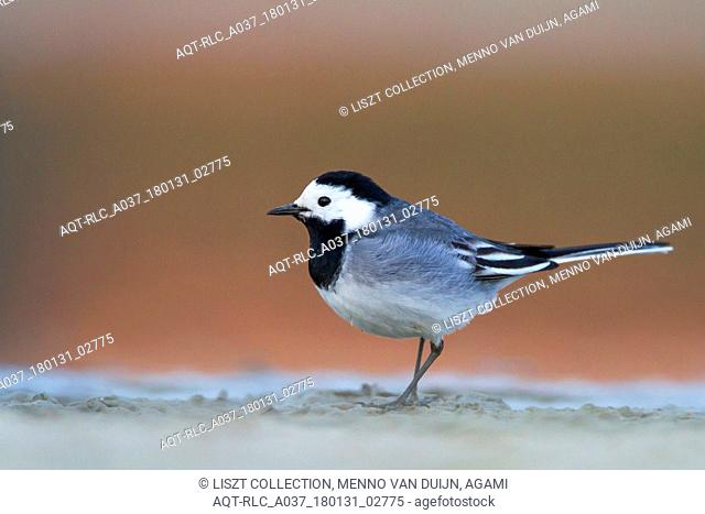 White Wagtail perched on ground, White Wagtail, Motacilla alba