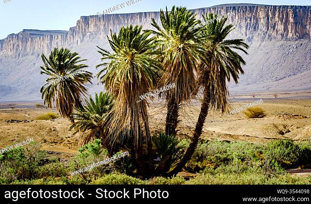 An Oasis in the Moroccan desert near Foum Zguid. Morocco, North Africa