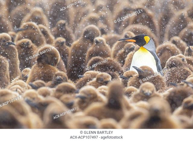 Large colony of King Penguins (Aptenodytes patagonicus) gathered on a rocky beach on South Georgia Island
