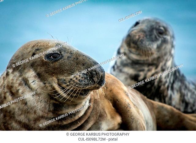 Grey seals (Halichoerus grypus), Great Blasket Island, Dingle, Kerry, Ireland