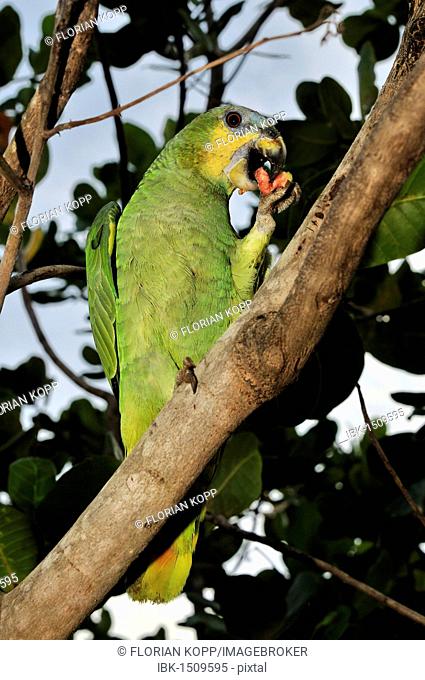 Turquoise-fronted Amazon or Blue-fronted Parrot (Amazona aestiva) feeding on a Guava (Psidium guajava), Mato Grosso, Brazil, South America