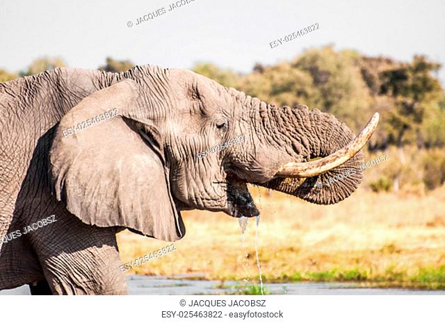 A portrait of an elephant while drinking water with it's trunk in it's mouth and water floweing from the mouth